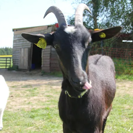 アパート Logis Du Grand Pin Saint-Martin-des-Entrées