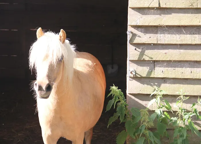 Daire Logis Du Grand Pin Saint-Martin-des-Entrées