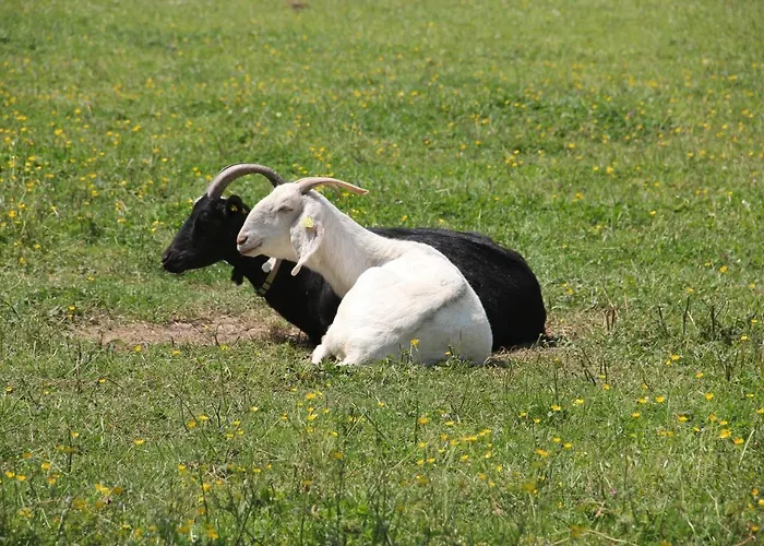 Logis Du Grand Pin Daire