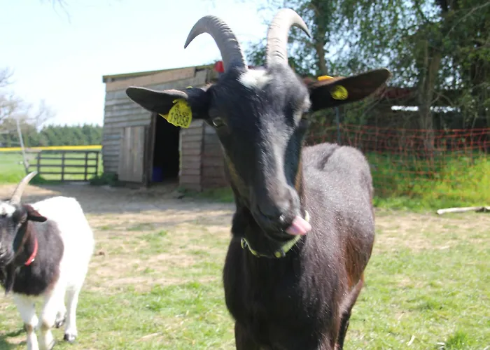 Daire Logis Du Grand Pin Saint-Martin-des-Entrées